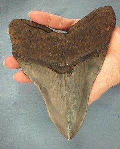 megalodon-tooth